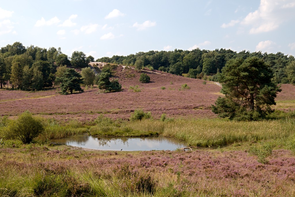 Brunssummerheide heide hei natuurgebied natuurmonumenten natuur recreatiegebied hdr limburg heidelandschap landschap sterrenwacht